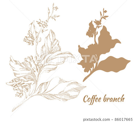 Set of branches of coffee tree with leaves and beans. Vector 86017665
