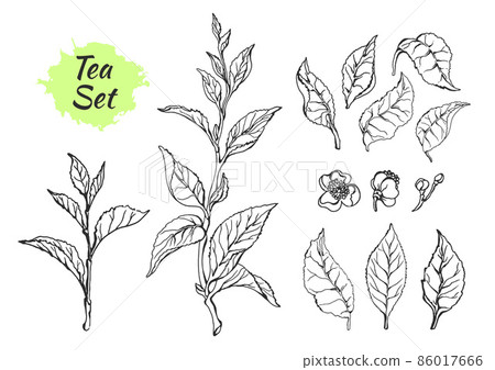 Set of tea bush branches with leaves. Vector Set of tea bush branches with leaves. Vector 86017666