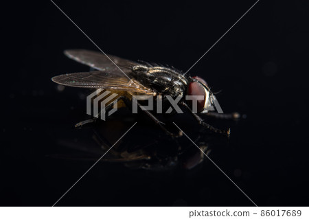 Take a closer shot of Diptera. 86017689