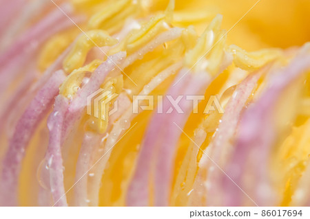 Background macro pollen Background macro pollen 86017694