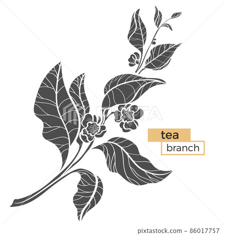 Branch of tea bush with leaves and flowers. Realistic. Vector black silhouette Branch of tea bush with leaves and flowers. Realistic. Vector black silhouette 86017757