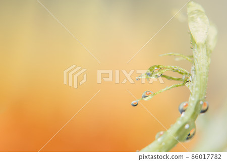 Background macro water droplets on the petals Background macro water droplets on the petals 86017782