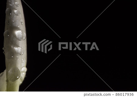 Water drops on lotus pollen Water drops on lotus pollen 86017936