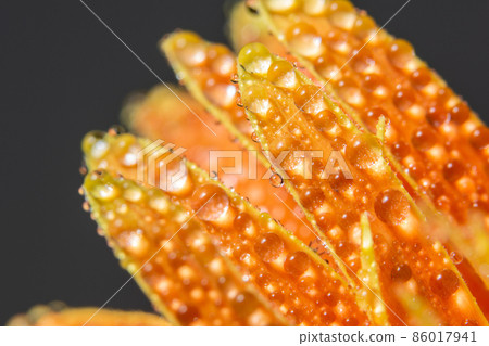 Water drops on orange flower petals Water drops on orange flower petals 86017941