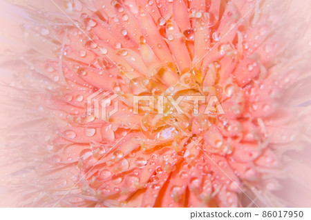 Macro background, water drops, pink flower petals. Macro background, water drops, pink flower petals. 86017950