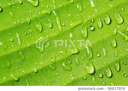 Macro water drops on plant Macro water drops on plant 86017959