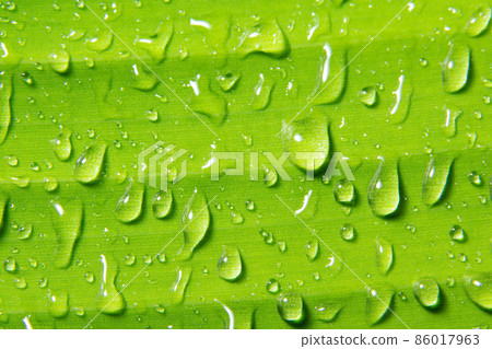 Macro water drops on plant Macro water drops on plant 86017963