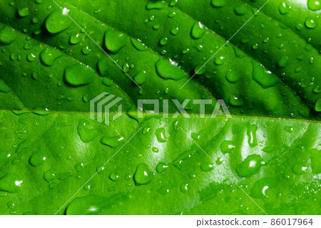 Macro water drops on plant Macro water drops on plant 86017964