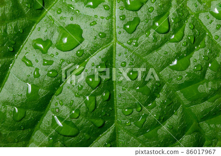 Water drops on leaf Water drops on leaf 86017967