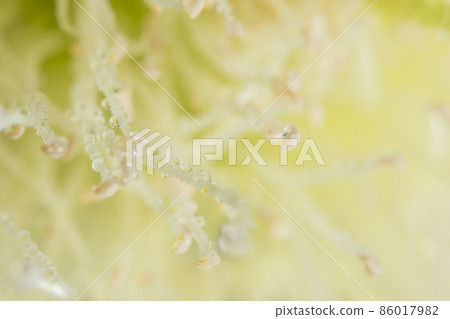 Water drops on flower petals  Syzygium 86017982