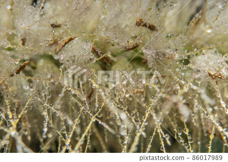 Water drops on the flower of Pennisetum Water drops on the flower of Pennisetum 86017989