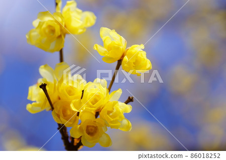 Young Japanese allspice flower 1 86018252