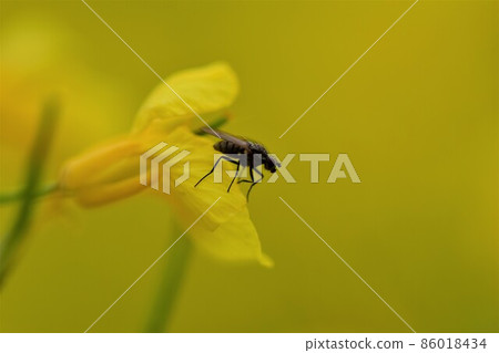 Black fly on a yellow rapeseed flower as a close up 86018434
