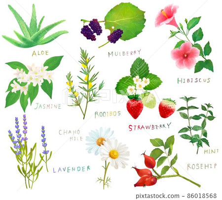 健康皮膚藥用植物、草藥和漿果集矢量圖解材料 健康皮膚藥用植物、草藥和漿果集矢量圖解材料 86018568