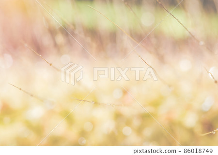 Macro background, water drops on wild flowers Macro background, water drops on wild flowers 86018749