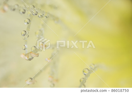 Macro background, water drops on yellow flower petals. Macro background, water drops on yellow flower petals. 86018750