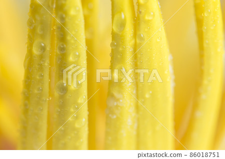 Water drops on yellow lotus pollen 86018751