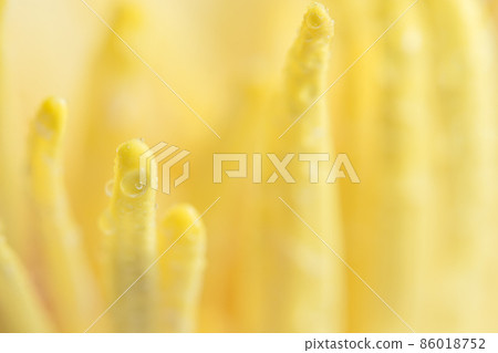 Water drops on yellow lotus pollen Water drops on yellow lotus pollen 86018752