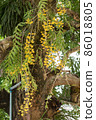 Macro yellow orchid 86018805