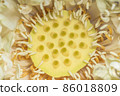 Close-ups Yellow lotus 86018809