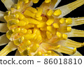 Close-ups Yellow lotus 86018810