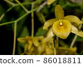 Macro yellow orchid 86018811