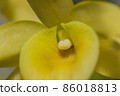Macro yellow orchid 86018813