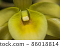 Macro yellow orchid 86018814