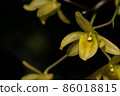 Macro yellow orchid 86018815