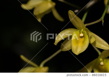 Macro yellow orchid Macro yellow orchid 86018815