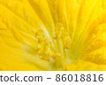 Close-up photo of yellow pumpkin flower pollen 86018816