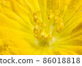 Close-up photo of yellow pumpkin flower pollen 86018818