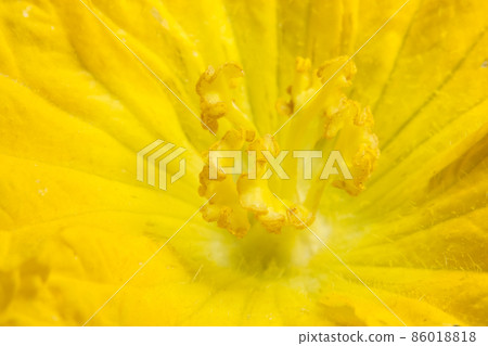 Close-up photo of yellow pumpkin flower pollen 86018818