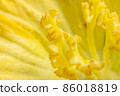 Close-up photo of yellow pumpkin flower pollen 86018819