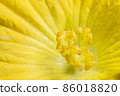 Close-up photo of yellow pumpkin flower pollen 86018820