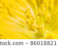Close-up photo of yellow pumpkin flower pollen 86018821