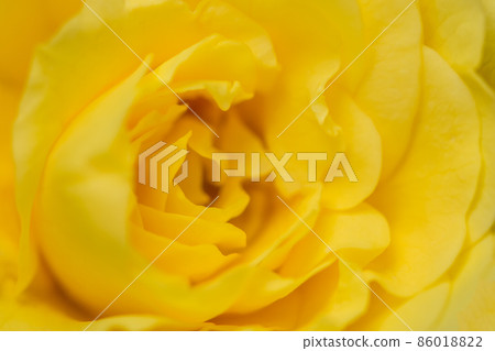 Background from flowers 86018822