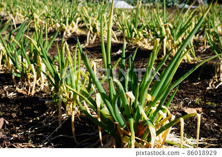 Onion field 86018929