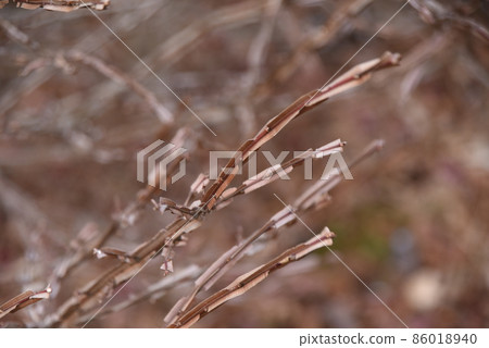 Euonymus wings Euonymus wings 86018940