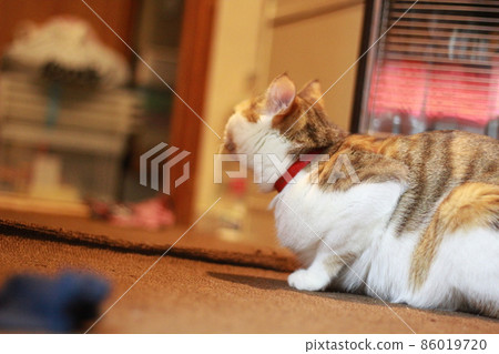 Cat Cat 86019720