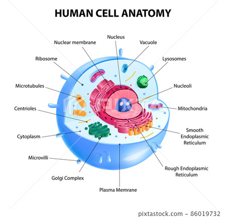 Human Cell Diagram Human Cell Diagram 86019732
