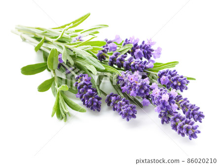 Lavender flowers bundle isolated on a white 86020210