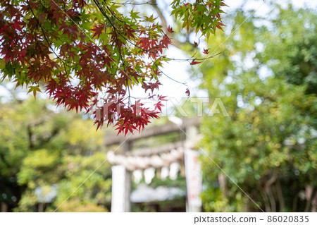 阿比特神社秋葉 86020835