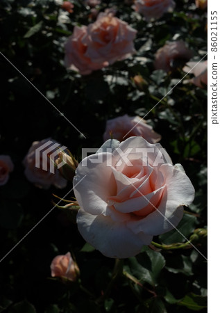 Rose in full bloom Rose in full bloom 86021155