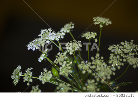 White lace flowers are in bloom. It has glittering glitter. White lace flowers are in bloom. It has glittering glitter. 86022115
