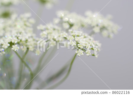White lace flowers are in bloom. It has glittering glitter. White lace flowers are in bloom. It has glittering glitter. 86022116