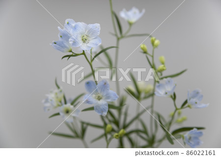 The light blue flowers of Delphinium (scientific name: Delphinium) are in bloom. The light blue flowers of Delphinium (scientific name: Delphinium) are in bloom. 86022161