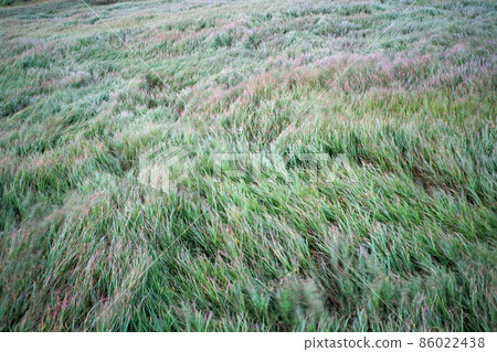 Grassland Grassland 86022438