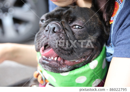 法國鬥牛犬紅著臉和火熱的舌頭 法國鬥牛犬紅著臉和火熱的舌頭 86022795