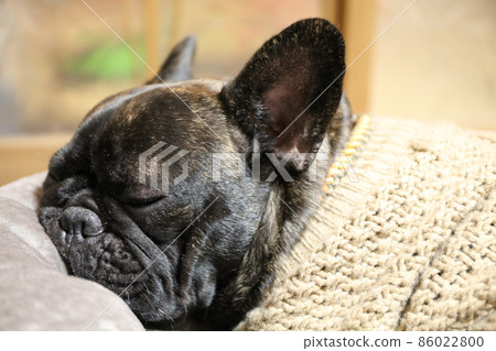 法國鬥牛犬睡在床上放鬆 86022800